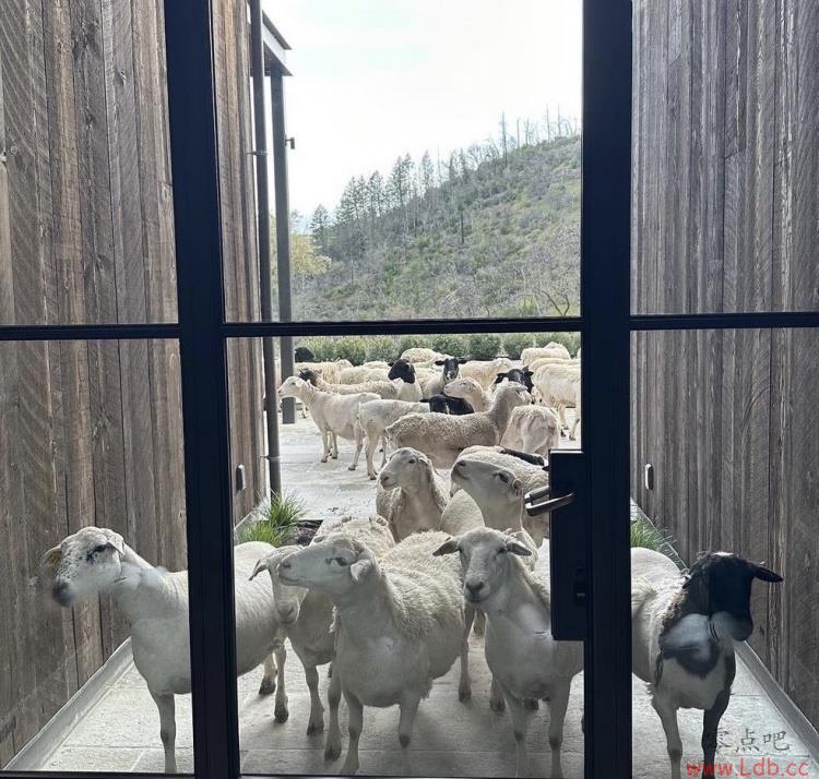 ȫGOATΤ¸ƣõĸоͼ